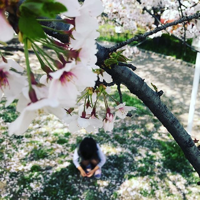 朝ごはん＊桜を見にいきましたよ。おすすめ資格取得！二日分の朝ごはん記録