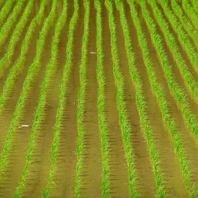 この世界の片隅に
