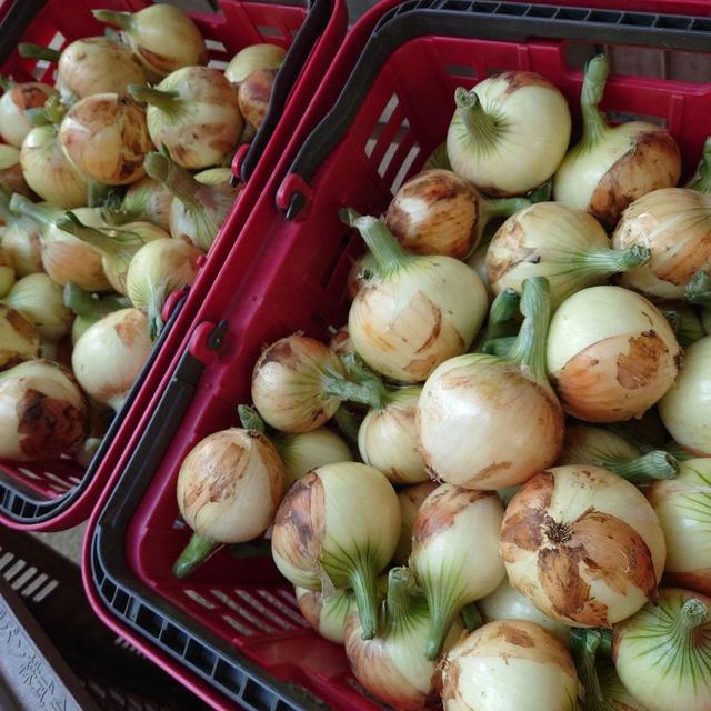 早生玉ねぎ収穫完了