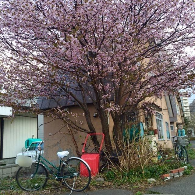 桜とお煎餅