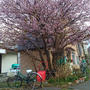 桜とお煎餅