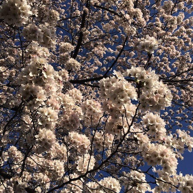 桜〜お世話になりました！