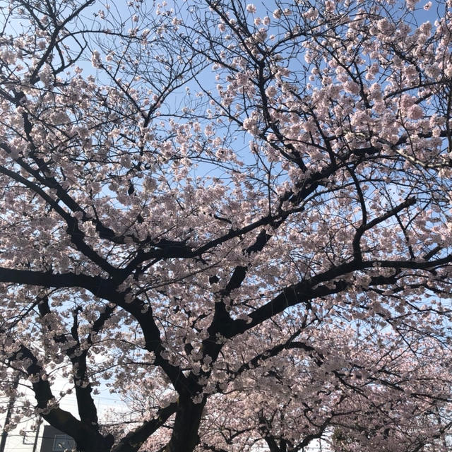 春のダイエットでまず初めにやりたいこと