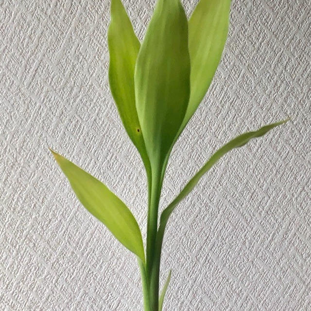 万年竹（開運竹）3年になりました