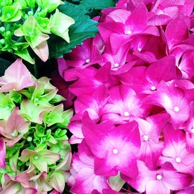 花盛り♪