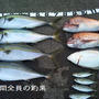 旦那様の釣果【11.07.02】　と今夜のお夕飯