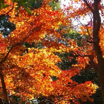 紅葉～浜松城公園～