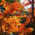 紅葉～浜松城公園～