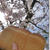 【桜まつり】万博公園は七分咲き！高齢ダンナのワンオペ(笑)と母はパン教室