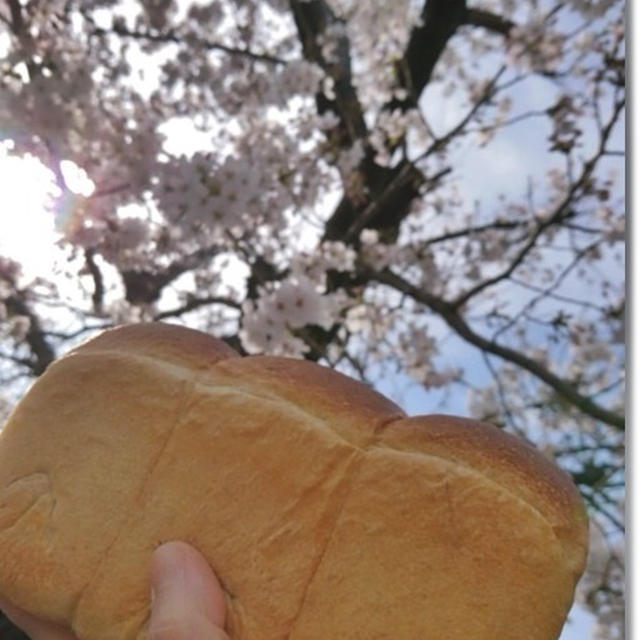 【桜まつり】万博公園は七分咲き！高齢ダンナのワンオペ(笑)と母はパン教室