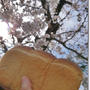 【桜まつり】万博公園は七分咲き！高齢ダンナのワンオペ(笑)と母はパン教室