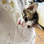 Pocket 仔猫