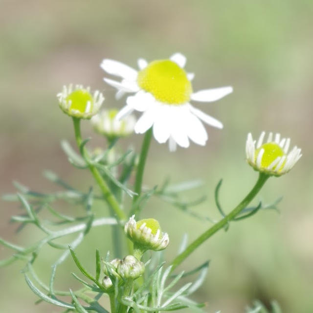 カモミールの開花