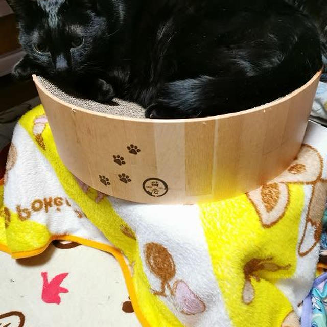 今日は２段重ね