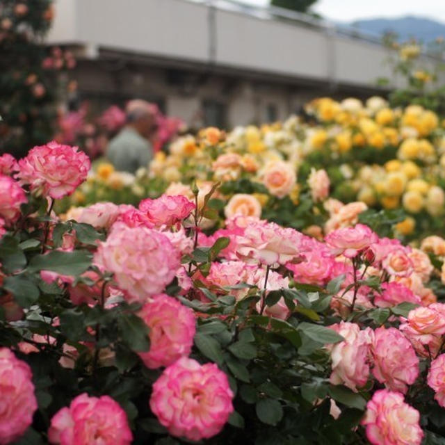 ■続・ウォーキング【日本フルハーフの薔薇鑑賞会②】外堀も敷地内も満開の薔薇の苑～♪