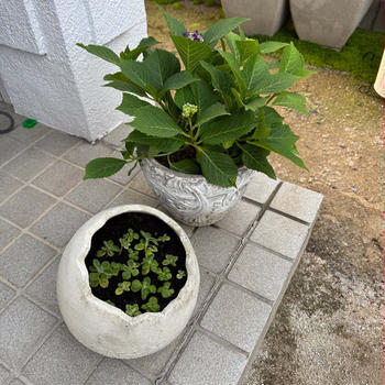 紫陽花の色が