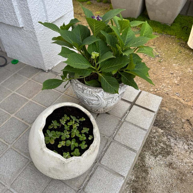 紫陽花の色が