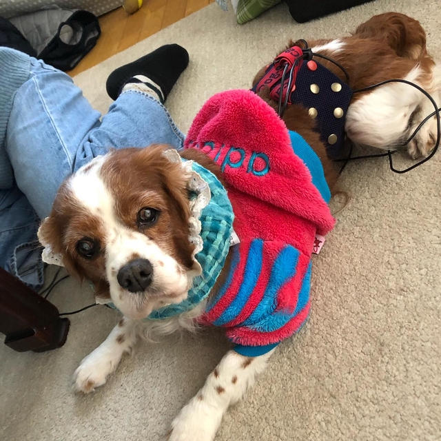 保護犬チャリティドッグスキャンdayを開催しました