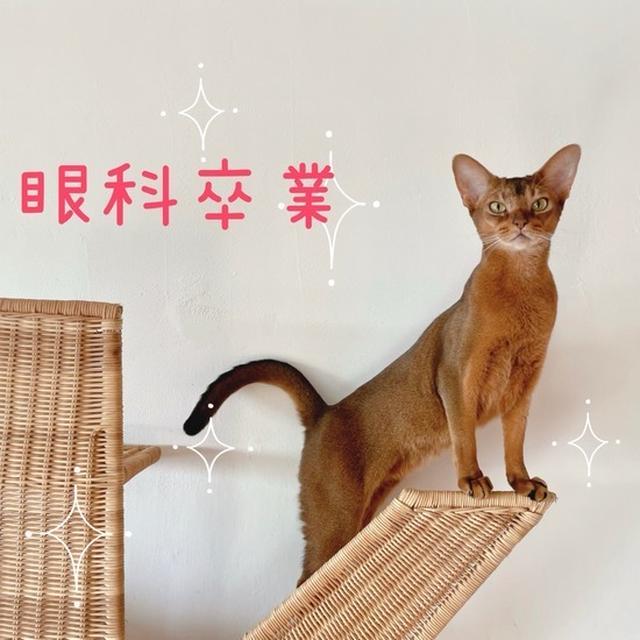 りす、眼科を卒業できました