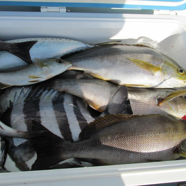 【東京湾・剣崎間口】今年はイシダイ食べられるかな？？