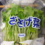 初めての「ささげ菜」