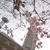 花のみちと宝塚文化創造館#最近撮った写真は