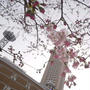 花のみちと宝塚文化創造館#最近撮った写真は