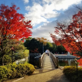 【白鳥庭園】 遅めの紅葉を見に行ってきました！後編　愛知県名古屋市熱田区