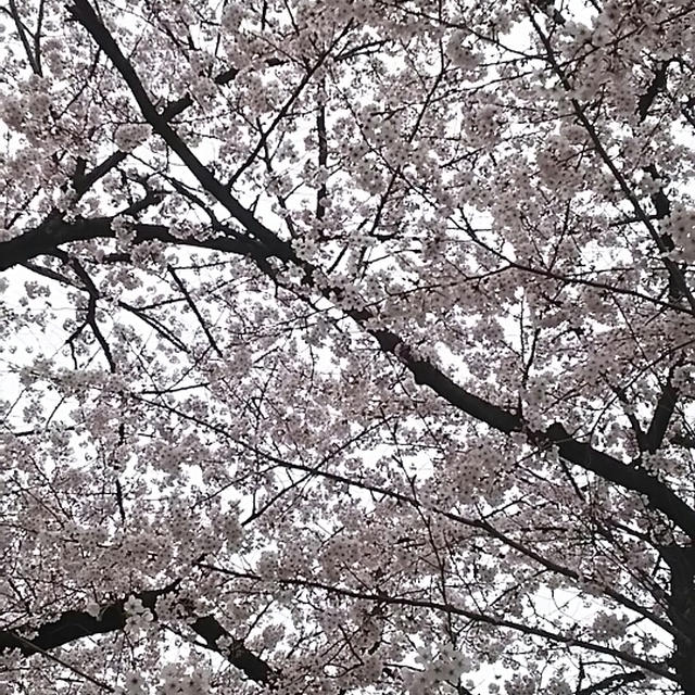☆桜満開☆