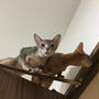 子猫時代のとのひめ　生後5〜6ヶ月頃　お昼寝イザコザ冒険とか(*´ω`*)