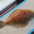 【茨城・大洗】カレイのシーズンがやってきた？？