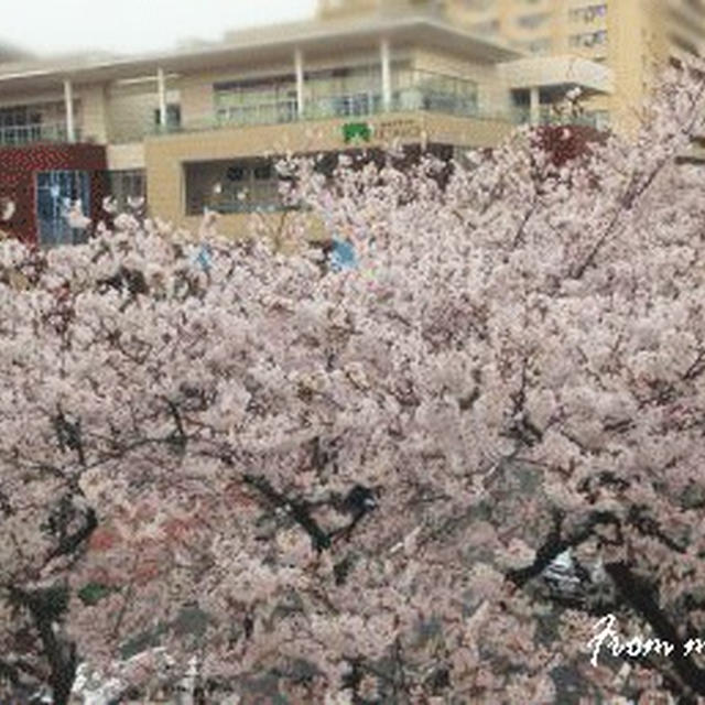 オリーブオイルのマヨネーズと桜満開＾＾