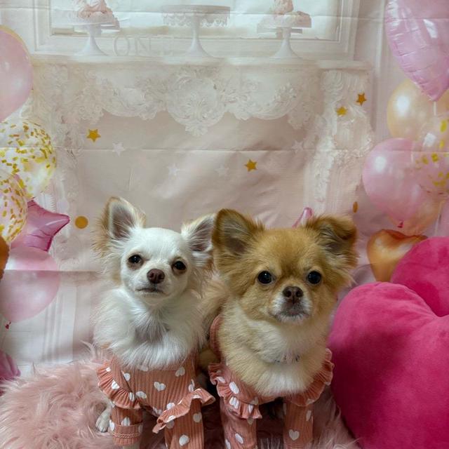 可愛いが止まらない♡( ˶ˊᵕˋ)੭♡