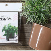 お得すぎ【ダイソー】食べられるアレが110円で簡単に栽培できる！発芽までの詳細レポ