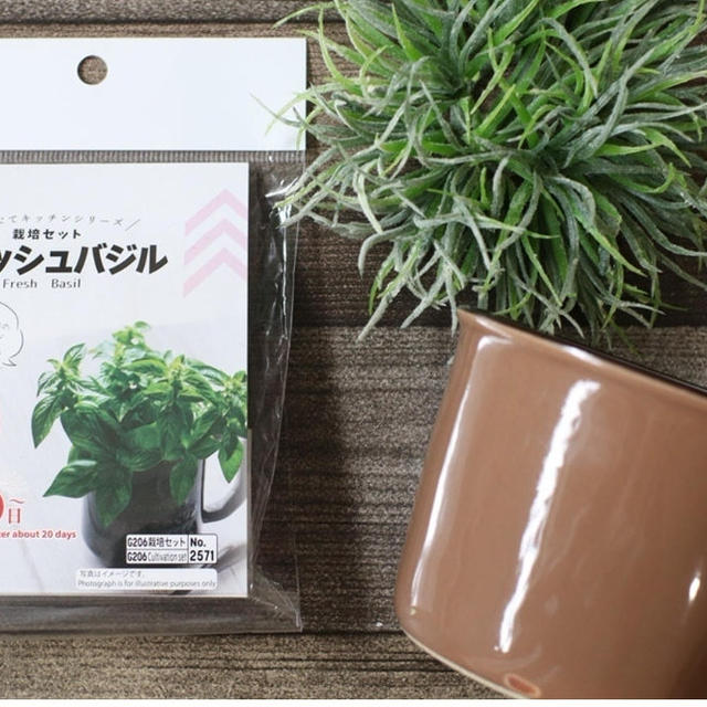 お得すぎ【ダイソー】食べられるアレが110円で簡単に栽培できる！発芽までの詳細レポ