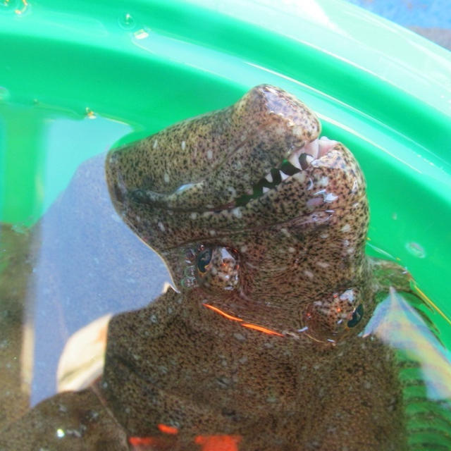 【茨城・大洗】大判期待．．．じっくり食わせられるか？