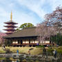 伝法院庭園の枝垂れ桜 &amp; 上野恩賜公園の桜