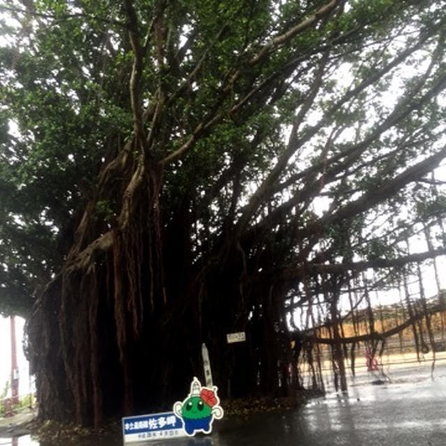 鹿児島 観光 最南端 佐多岬