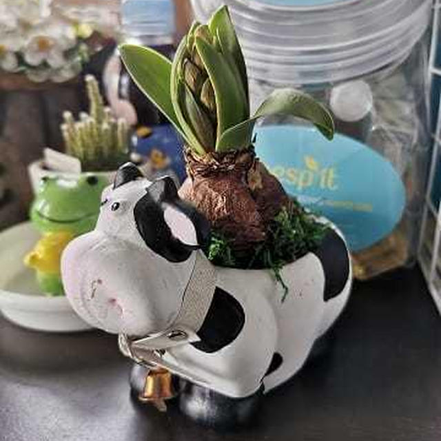 牛さんヒヤシンスにお友達を追加♪