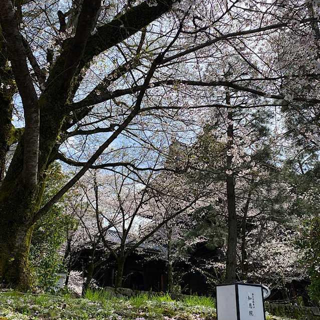 久しぶりの更新となりました。京都は桜が満開です。