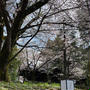 久しぶりの更新となりました。京都は桜が満開です。