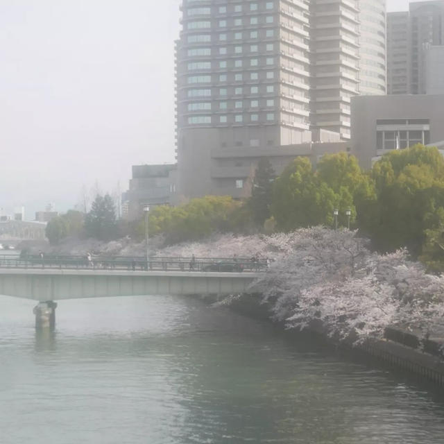 桜ノ宮の桜並木