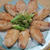 漬け込んで焼くだけ手羽中のレモンペパー焼き  #今食べたいものは
