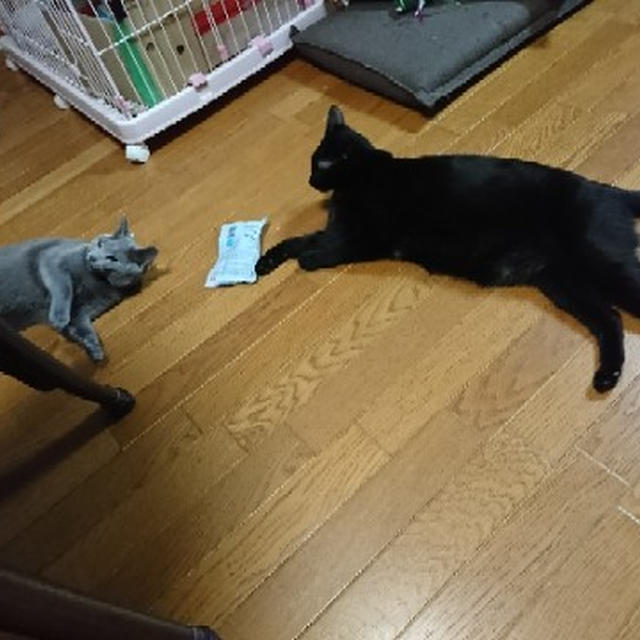 【小梅・さくら通信】力尽きる...