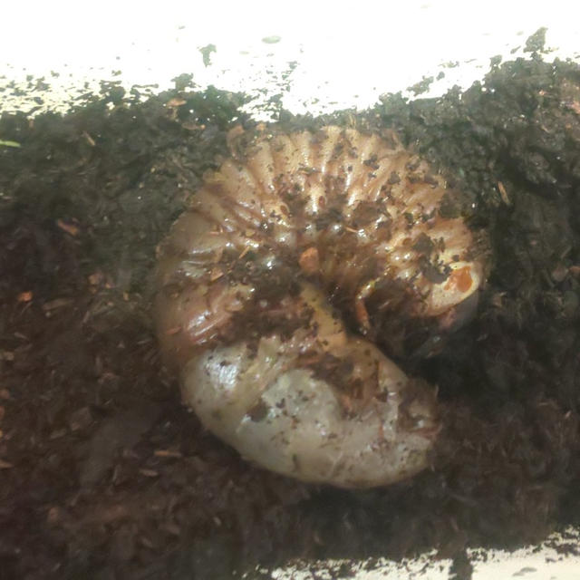 カブトムシの幼虫が土の上で