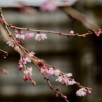 新潟県市島邸の四季桜