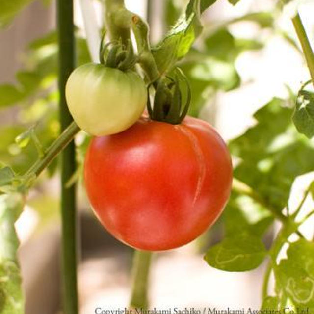 真っ赤なトマト。初めての収穫です！