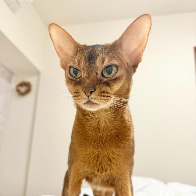 朝のりすの襲来