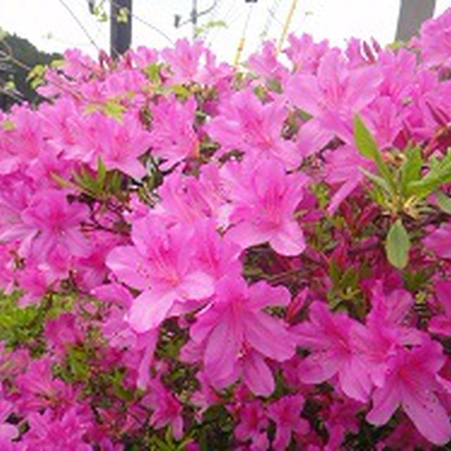 佐賀市三瀬村　「三瀬そば」