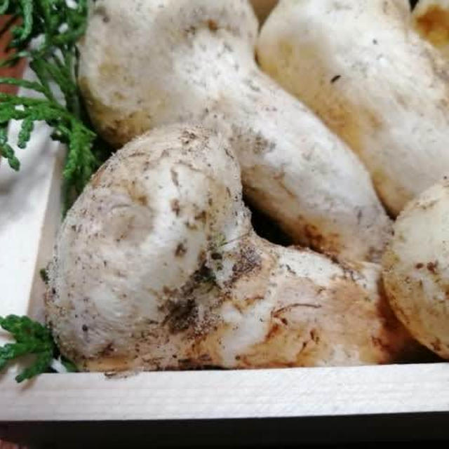 カナダ産松茸ご飯